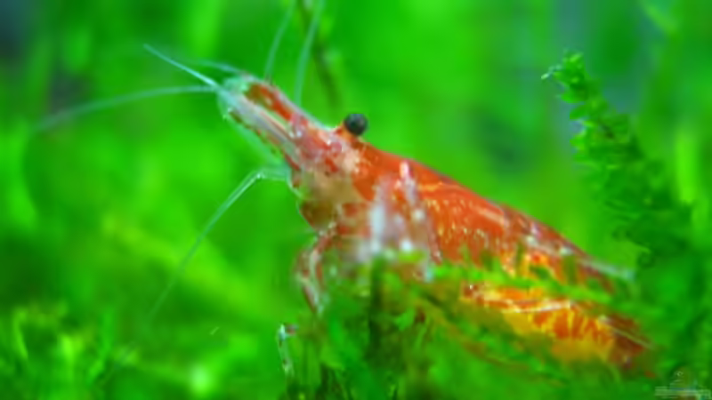 Besatz im Aquarium Krebsbecken von Aquarium-Bochum (20)