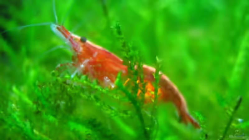 Besatz im Aquarium Krebsbecken von Aquarium-Bochum (21)