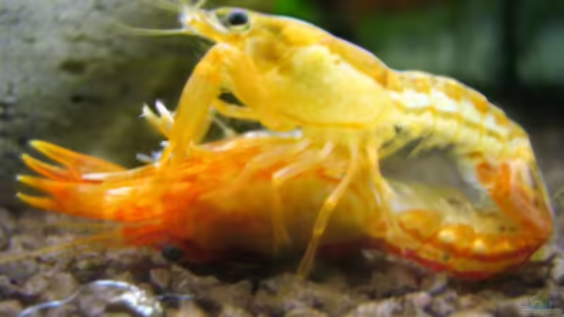 Besatz im Aquarium Krebsbecken von Aquarium-Bochum (23)