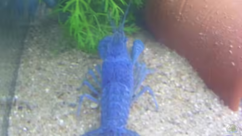 Besatz im Aquarium Krebsbecken von TheLegacy94 (11)
