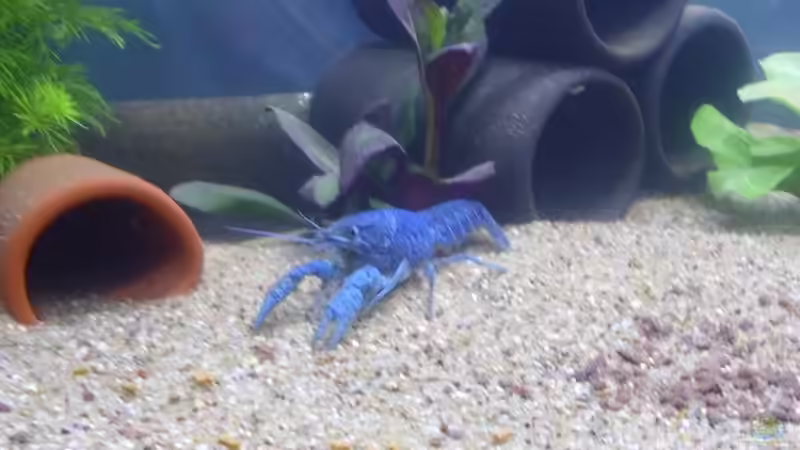 Besatz im Aquarium Krebsbecken von TheLegacy94 (12)