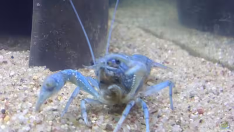 Besatz im Aquarium Krebsbecken von TheLegacy94 (13)