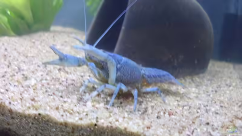 Besatz im Aquarium Krebsbecken von TheLegacy94 (14)