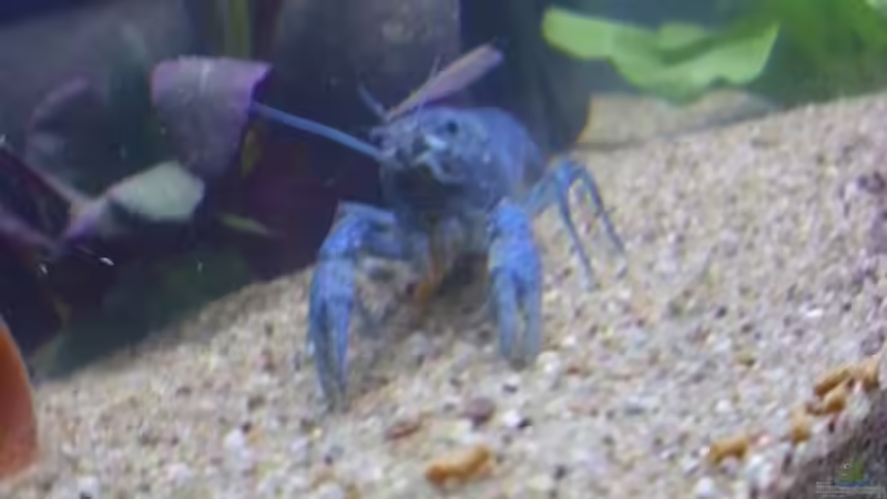 Besatz im Aquarium Krebsbecken von TheLegacy94 (15)