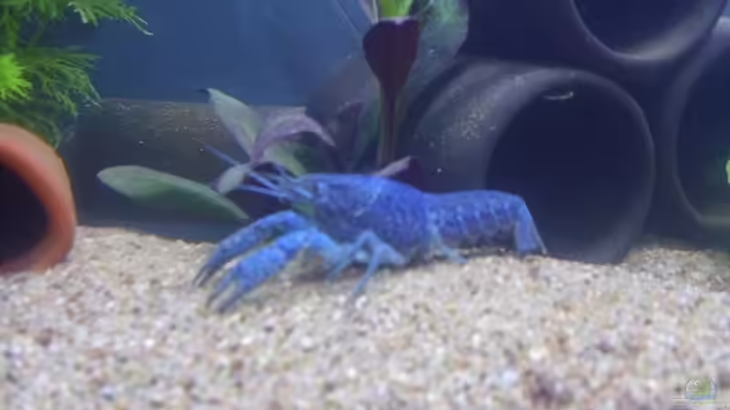 Besatz im Aquarium Krebsbecken von TheLegacy94 (9)