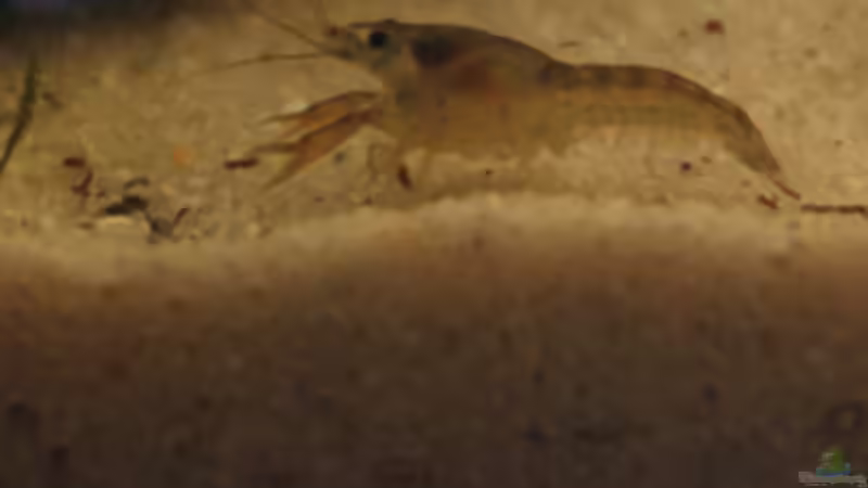 Besatz im Aquarium Krebse Aufzucht II von Cichlid Power (8)
