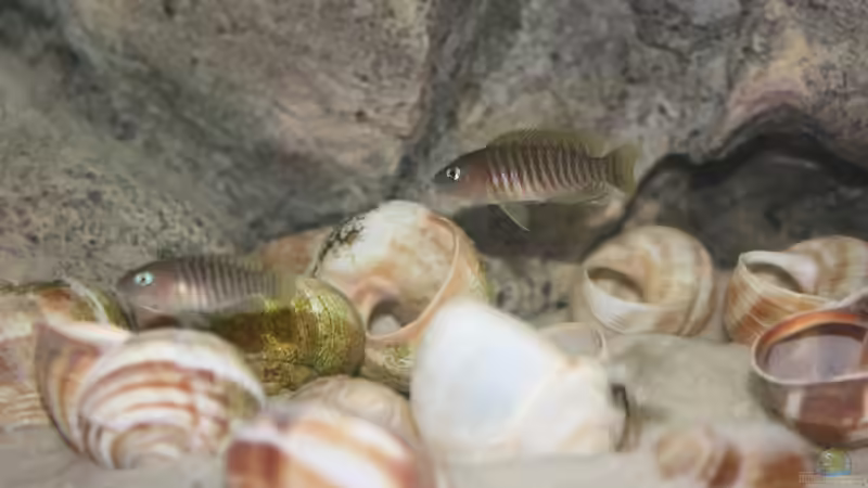 Besatz im Aquarium Kuchimba kibushuti verkauft von Koehler (11)