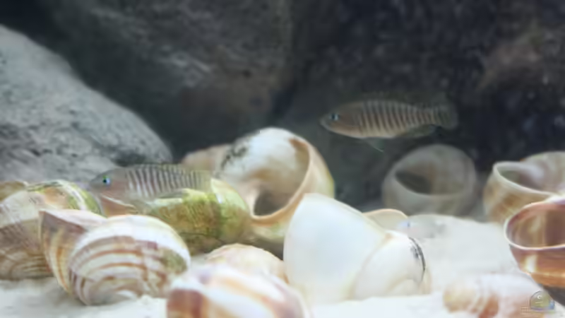 Besatz im Aquarium Kuchimba kibushuti verkauft von Koehler (12)