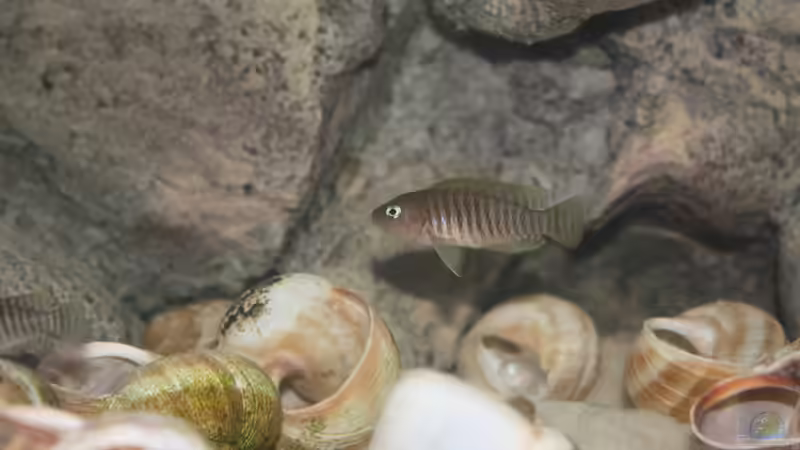Besatz im Aquarium Kuchimba kibushuti verkauft von Koehler (13)