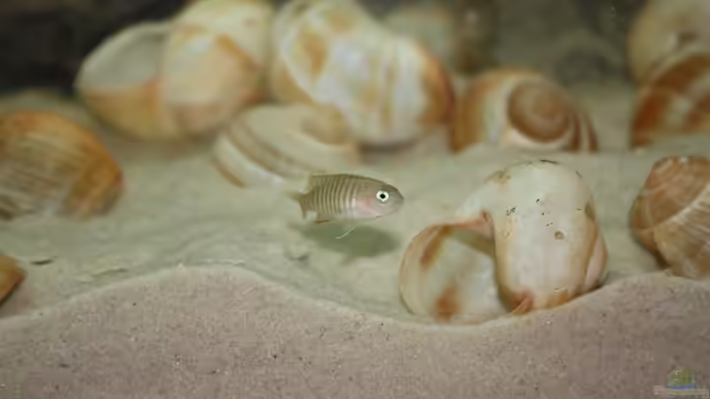 Besatz im Aquarium Kuchimba kibushuti verkauft von Koehler (14)