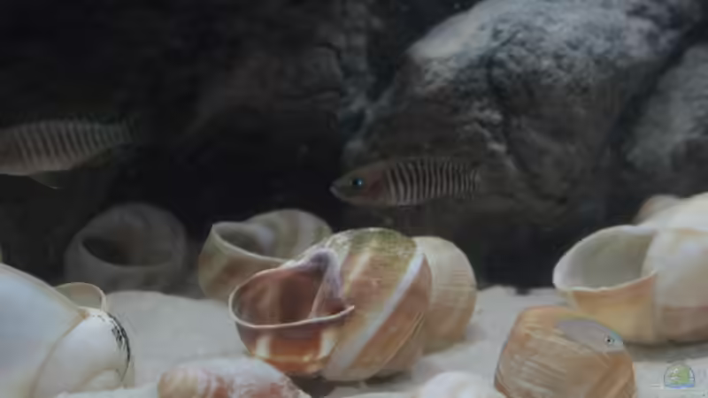 Besatz im Aquarium Kuchimba kibushuti verkauft von Koehler (16)