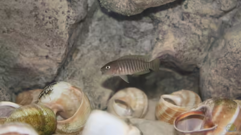 Besatz im Aquarium Kuchimba kibushuti verkauft von Koehler (18)