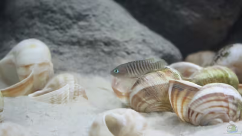 Besatz im Aquarium Kuchimba kibushuti verkauft von Koehler (19)