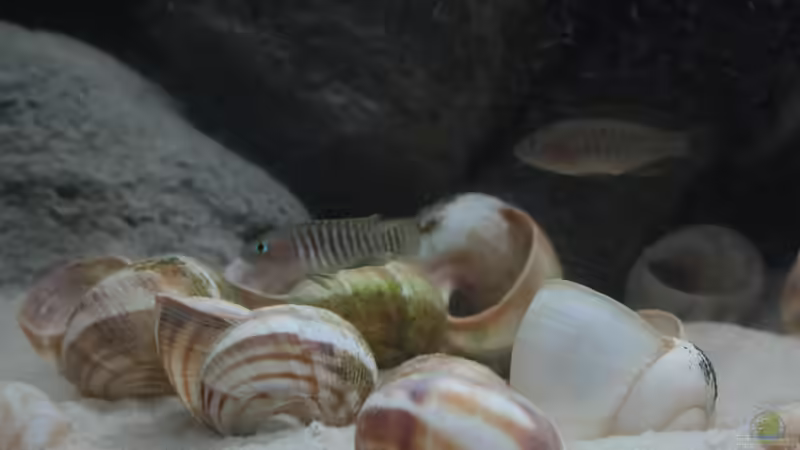 Besatz im Aquarium Kuchimba kibushuti verkauft von Koehler (20)