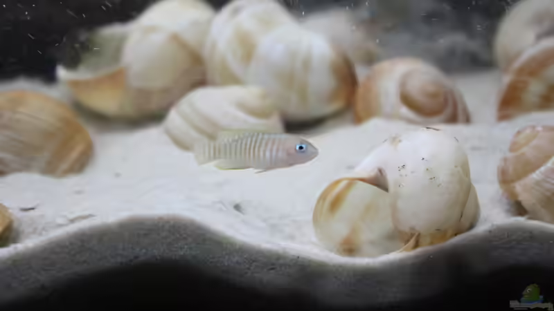 Besatz im Aquarium Kuchimba kibushuti verkauft von Koehler (21)