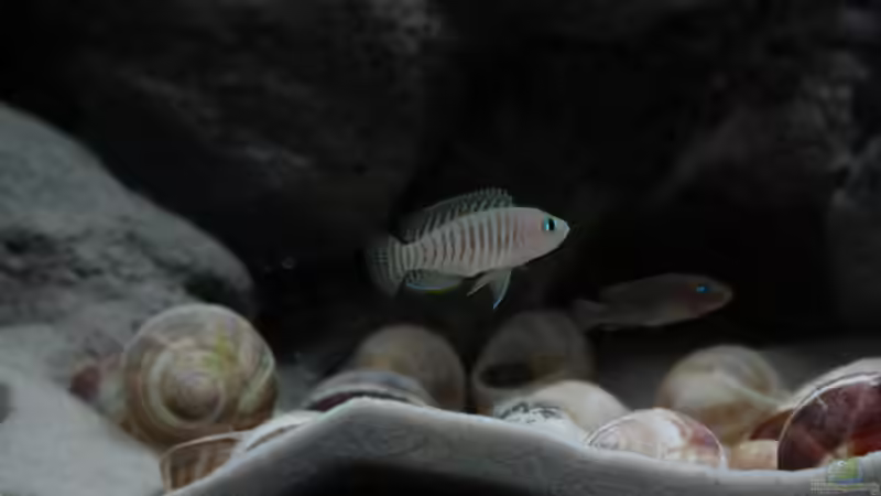 Besatz im Aquarium Kuchimba kibushuti verkauft von Koehler (23)