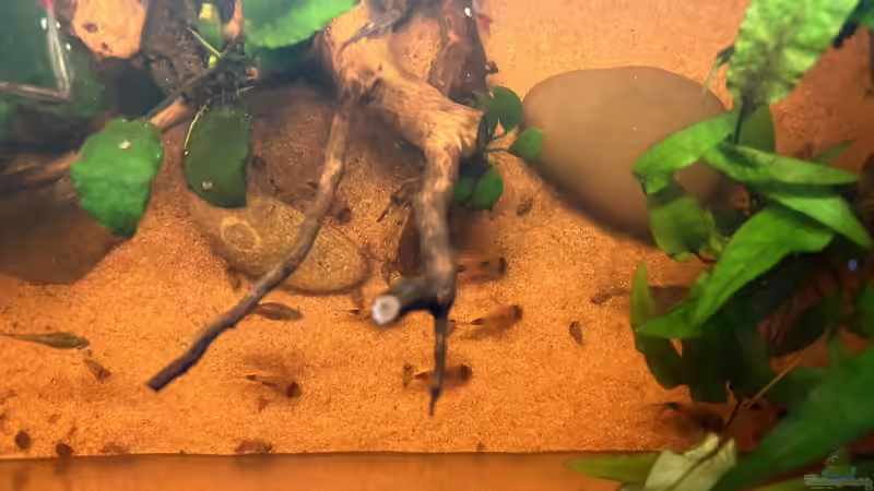 Besatz im Aquarium Küchen-Aquarium von Thilo (25)