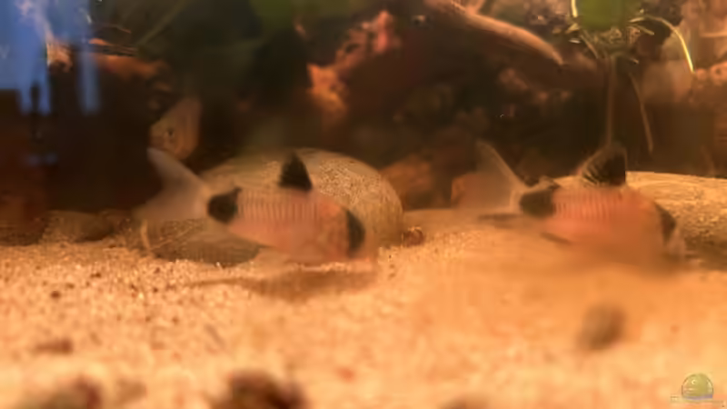 Besatz im Aquarium Küchen-Aquarium von Thilo (26)