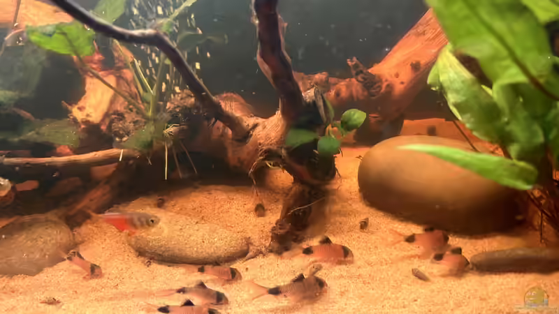 Besatz im Aquarium Küchen-Aquarium von Thilo (28)