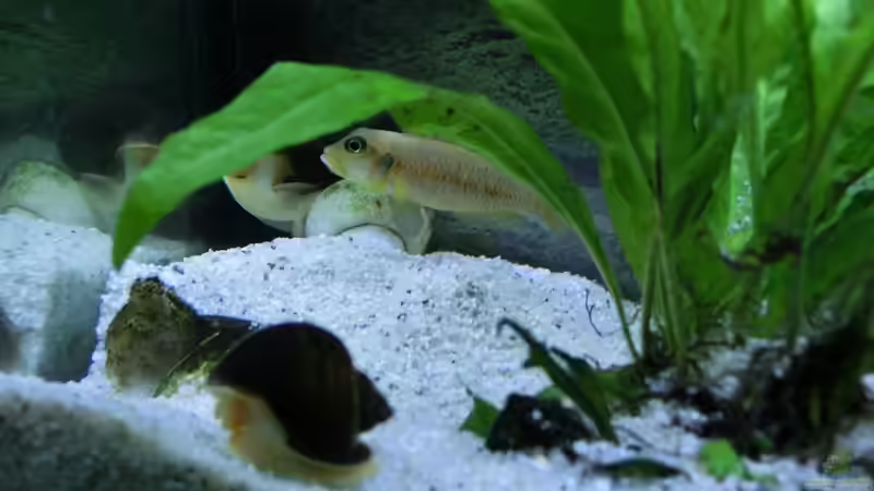 Besatz im Aquarium Küchen Flatscreen Wandaquarium aufgelöst von The BugZ (24)