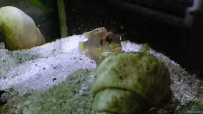 Besatz im Aquarium Küchen Flatscreen Wandaquarium aufgelöst von The BugZ (25)