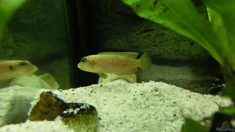 Besatz im Aquarium Küchen Flatscreen Wandaquarium aufgelöst von The BugZ (26)