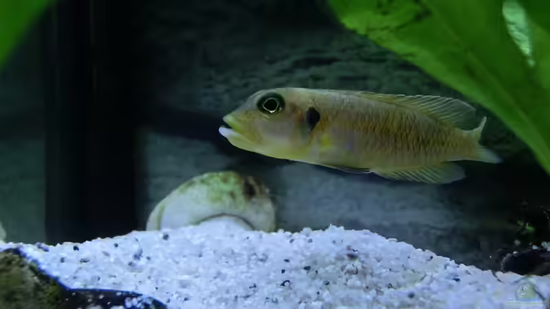 Besatz im Aquarium Küchen Flatscreen Wandaquarium aufgelöst von The BugZ (27)