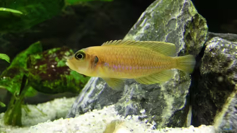 Besatz im Aquarium Küchen Flatscreen Wandaquarium aufgelöst von The BugZ (28)