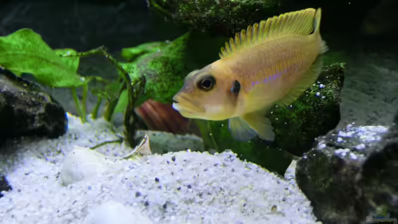 Besatz im Aquarium Küchen Flatscreen Wandaquarium aufgelöst von The BugZ (29)