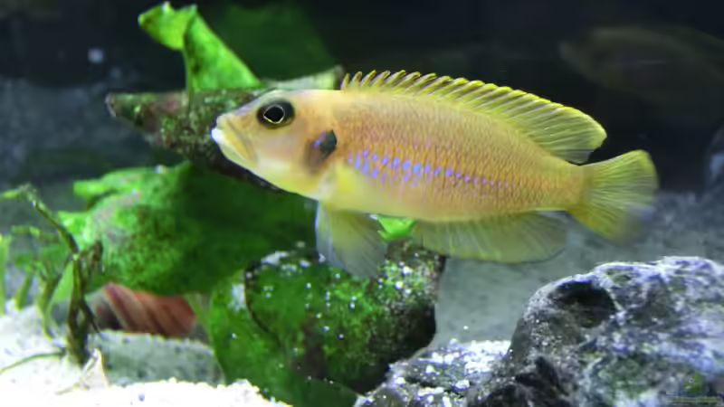 Besatz im Aquarium Küchen Flatscreen Wandaquarium aufgelöst von The BugZ (30)