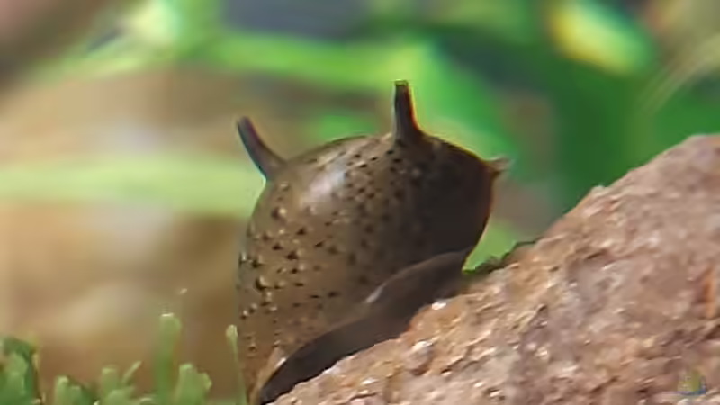 Besatz im Aquarium Kugel von Katja H (3)