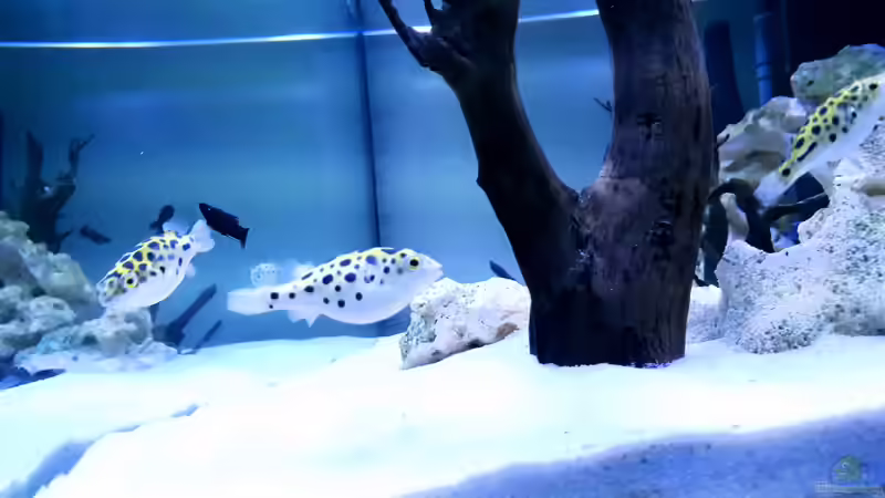 Besatz im Aquarium Kugelfisch Brackwasser von Benkolo (17)