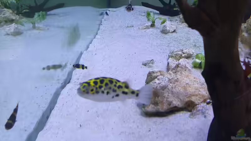 Besatz im Aquarium Kugelfisch Brackwasser von Benkolo (19)