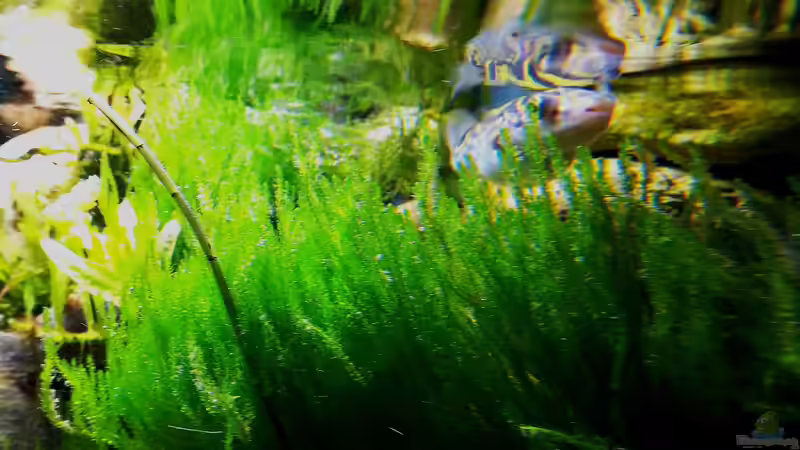 Besatz im Aquarium Kugelfisch-Oase von Bermuda 3eck (54)