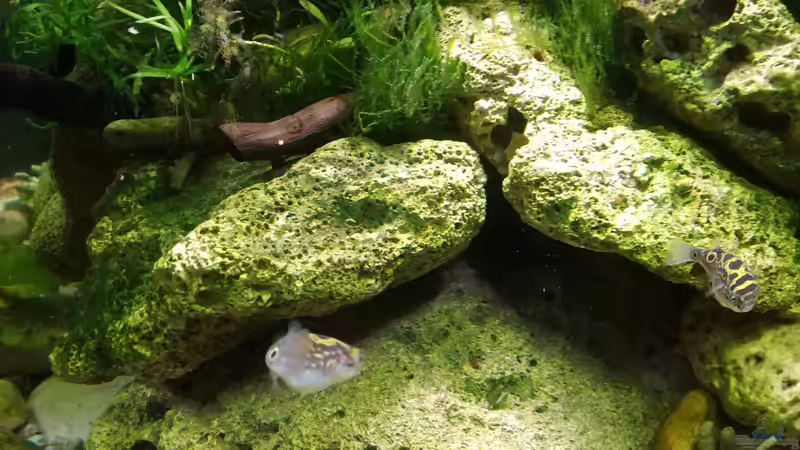 Besatz im Aquarium Kugelfisch-Oase von Bermuda 3eck (55)