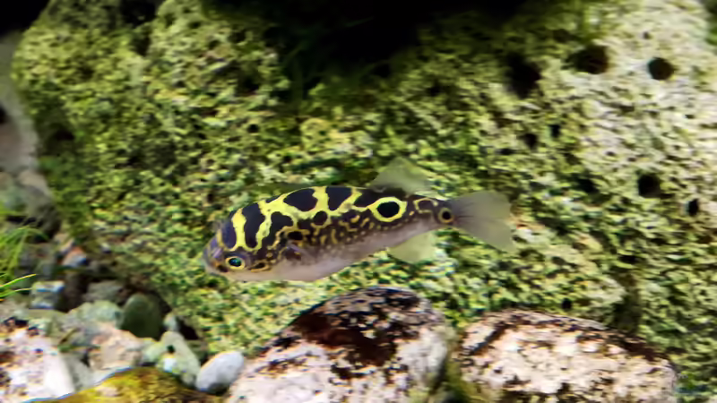 Besatz im Aquarium Kugelfisch-Oase von Bermuda 3eck (56)