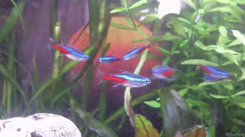 Besatz im Aquarium Kugelfische aufgelöst von ~Danny~ (2)