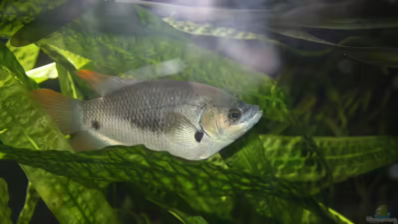 Besatz im Aquarium Kuno`s Traum von Fishers Friend (27)