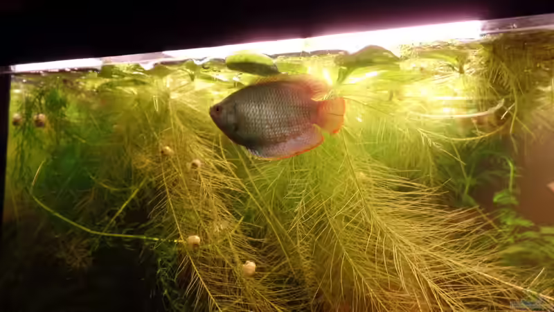 Besatz im Aquarium Kunterbunt von raubsau (55)