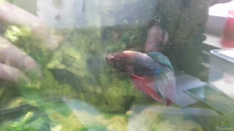 Besatz im Aquarium Kunterbuntes Kampffischbecken von Pascal Quellbrunn (9)