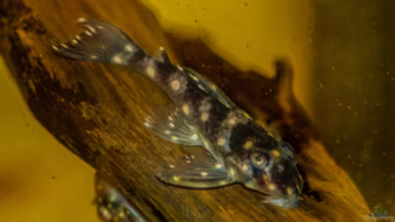 Besatz im Aquarium L 201 von Cichlid Power (15)