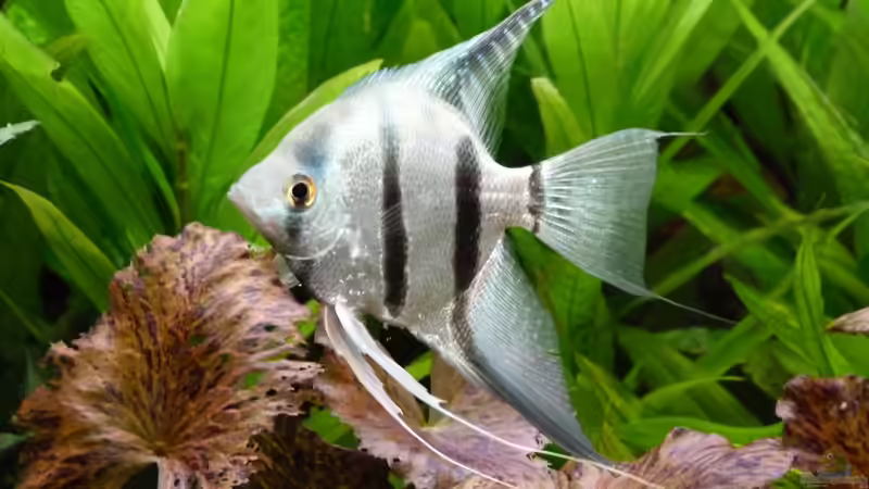 Besatz im Aquarium L-Design Bondo von Gabriela Iseli (7)