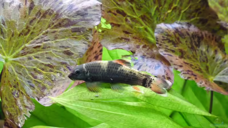 Besatz im Aquarium L-Design Bondo von Gabriela Iseli (8)