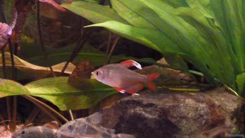 Besatz im Aquarium L-Design Bondo von Gabriela Iseli (9)