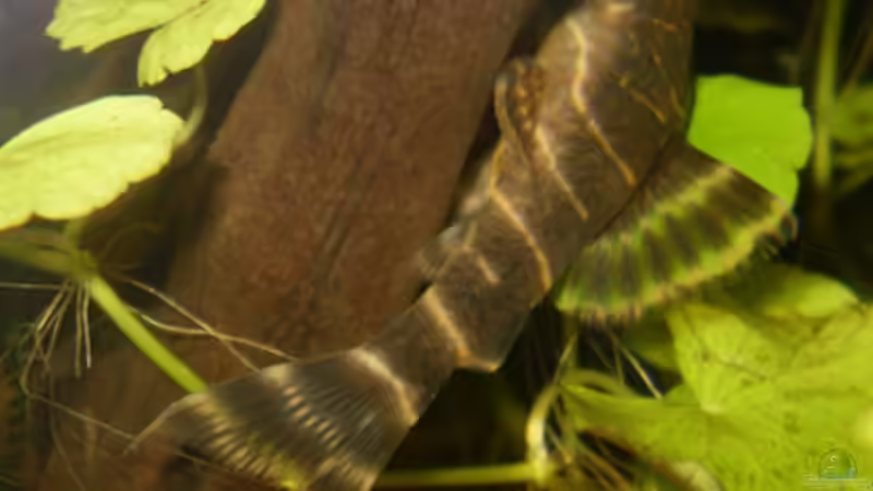 Besatz im Aquarium L-Wels Becken von honey112 (2)