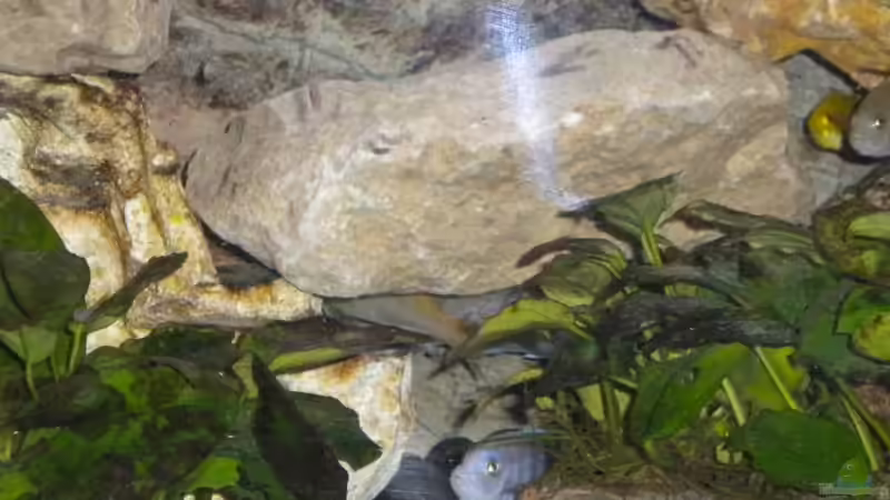 Besatz im Aquarium Labido´s Tank von Herki (28)