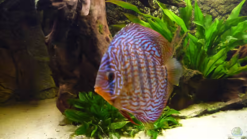 Besatz im Aquarium Lago Pampo (aufgelöst) von carkl (22)