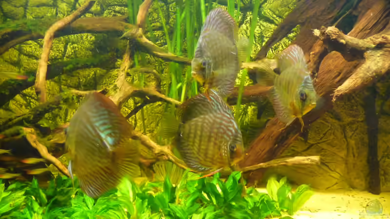 Besatz im Aquarium Lago Pampo (aufgelöst) von carkl (25)