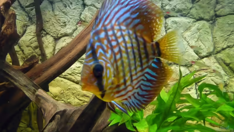 Besatz im Aquarium Lago Pampo (aufgelöst) von carkl (29)