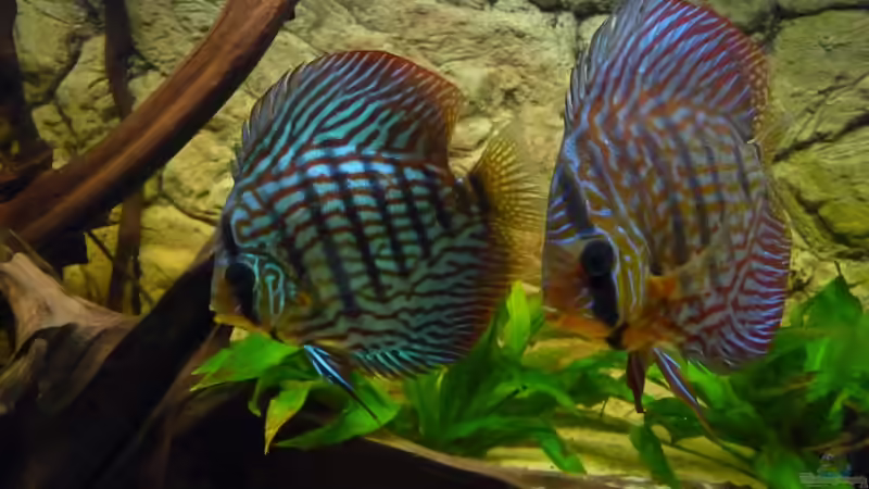 Besatz im Aquarium Lago Pampo (aufgelöst) von carkl (30)